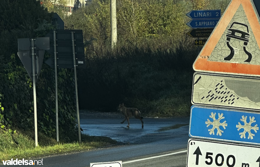 Lupo a spasso tra Poggibonsi e Barberino Tavarnelle vicino all'uscita dell'Autopalio