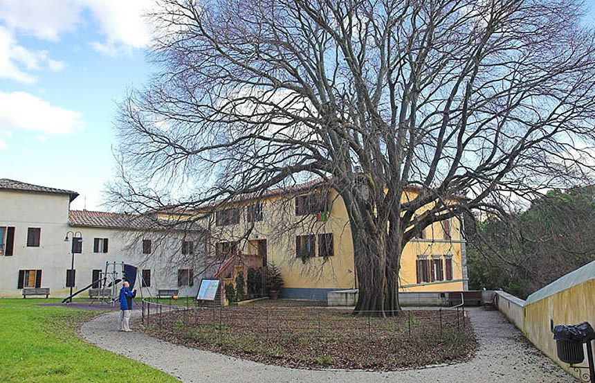 San Gimignano, il bagolaro è fortemente compromesso a causa del forte vento