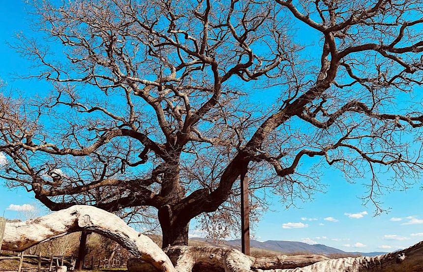 La Quercia delle Checche: un monumento vivente nella Provincia di Siena