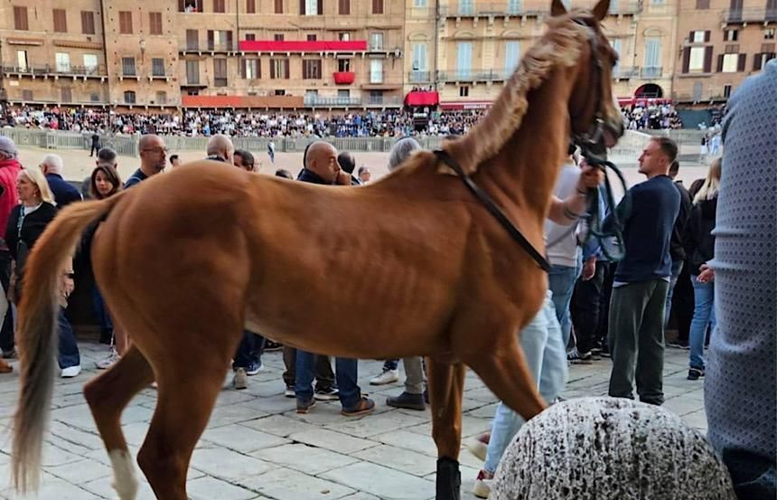 Palio di Siena 16 agosto, le accoppiate della ''Provaccia''